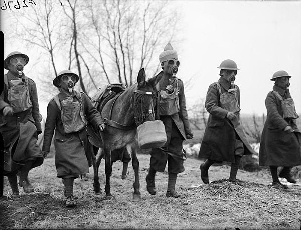 Indian muleteers and mule wearing gas masks, France, February 21, 1940