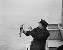 First World War sailor with a fish stunned by the explosion of a depth charge The Royal Navy on the Home Front, 1914-1918 Q18845.jpg