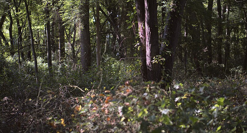 File:The Trees of the Massapequa Preserve.jpg