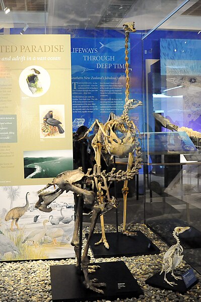 File:The skeletons of Eastern moa and other kinds of moas in Otago museum.jpg