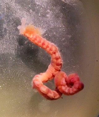 <i>Thelepus cincinnatus</i> Species of annelid worm