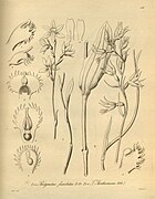 Thelymitra fuscolutea fig. I