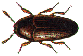 Trixagus dermestoides