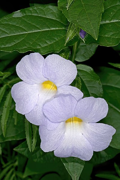 File:Thunbergia natalensis 1DS-II 1-2471-01.jpg