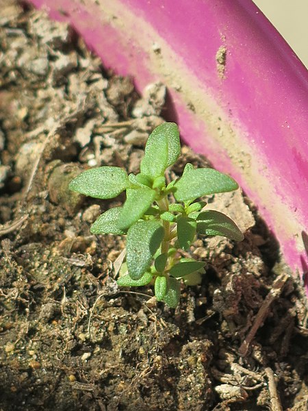 File:Thymus seedling D170813.jpg