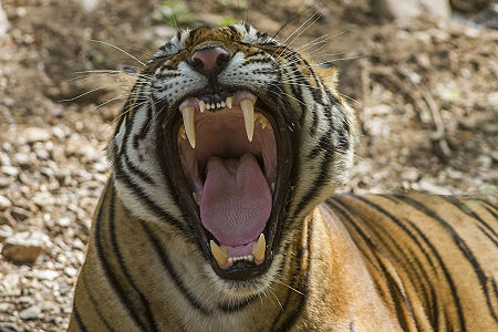 Tập_tin:Tiger_dentition_Sultan(T72)_Ranthambhore_India_12.10.2014.jpg