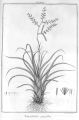 Tillandsia parviflora 01.gif
