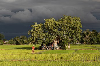 مزارع برنج در دان دِت