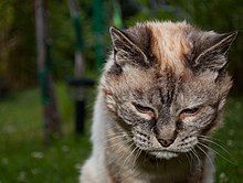 photo of a tabby cat starring at the camera