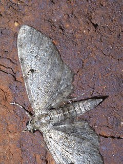 <i>Tornos scolopacinaria</i> Species of moth