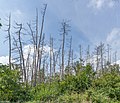 * Nomination Dead trees near the hiking path in Saxony-Anhalt, Germany. --PantheraLeo1359531 13:22, 9 April 2022 (UTC) * Promotion Good quality. --MB-one 13:26, 9 April 2022 (UTC)