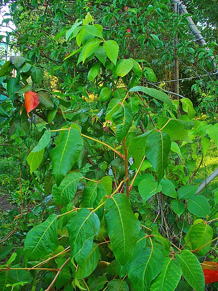 File:Toxicodendron radicans 001.JPG