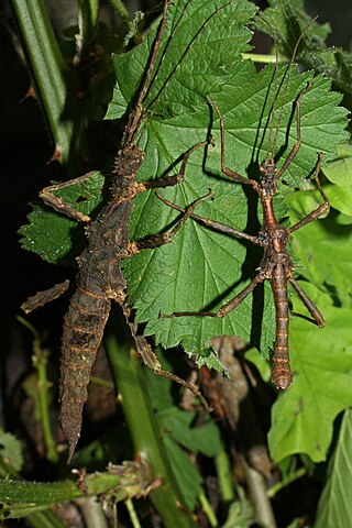 <i>Trachyaretaon</i> Genus of stick insects