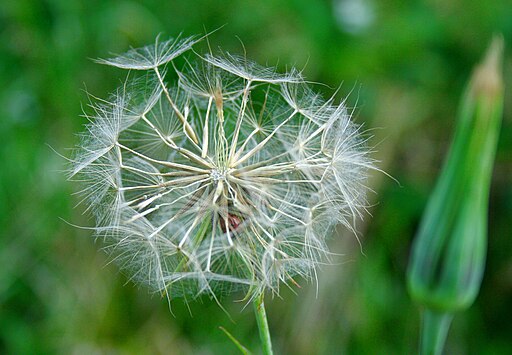 Tragopogon dubius - from North-Hungary