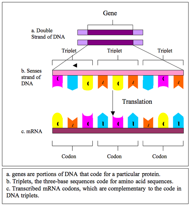 Триплет днк. Кодоны ДНК. Ген триплет кодон. Генетические триплеты. Триплет рисунок.