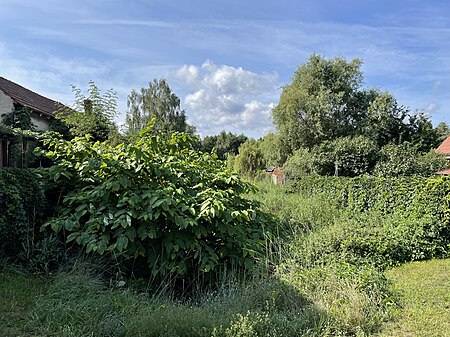 Trebbin Mühlengraben Blick nach Süden