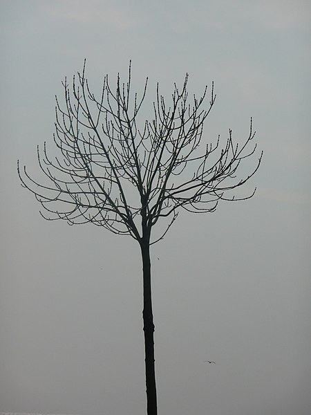 File:Tree 1270095 Nevit.jpg