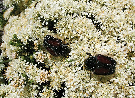 File:Trichostetha bicolor feeding on flowers of Agathosma capensis (Rutaceae) at Saldanha Bay.jpg