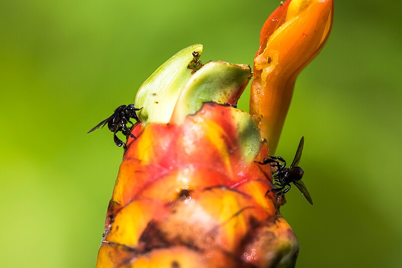 File:Trigona sp. - 51850244541.jpg