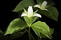 Trillium tschonoskii Aomori, Japan