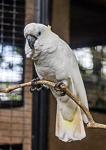 Triton cockatoo (Cacatua galerita triton), Джембира Лока хайуанаттар бағы, Джогякарта, 2015-03-15 04.jpg