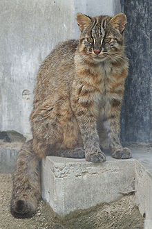 Chat de Tsushima assis