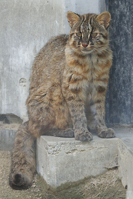 Kucing Amur