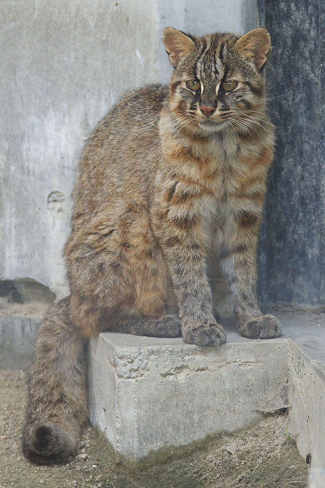 Chat de Tsushima assis