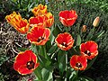 * Nomination Tulip flowers (by Salicyna) --Gpkp 17:59, 10 August 2024 (UTC) * Promotion  Support Good quality. --Екатерина Борисова 02:08, 11 August 2024 (UTC)