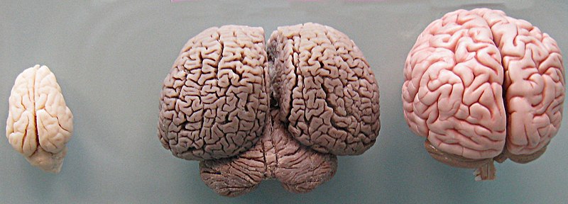 File:Tursiops truncatus brain size modified.JPG