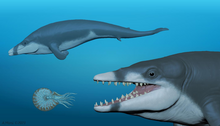 Life reconstruction of a Tutcetus pair, with one of them preying on a nautilid cephalopod Tutcetus reconstruction (2).png