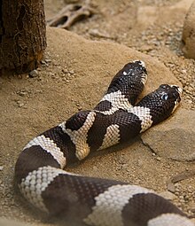 Picture of a California Kingsnake with two heads Two-Headed California Kingsnake.jpg