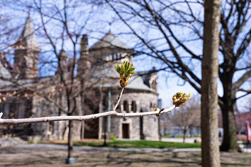 File:University of Toronto in Spring (April).jpg