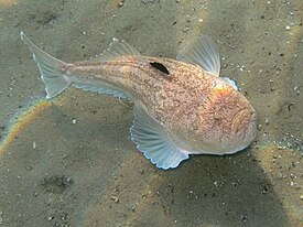 Uranoscopus scaber (Rab, Kroatië)