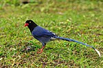 Formosan blue magpie Urocissa caerulea.jpg