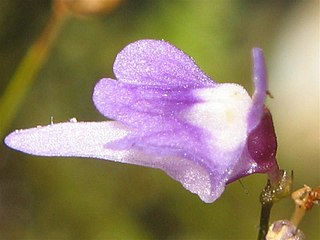 <i>Utricularia minutissima</i> Species of carnivorous plant