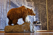 Stuffed bear in the museum Utzenstorf Landshut Jagdmuseum Baer.jpg