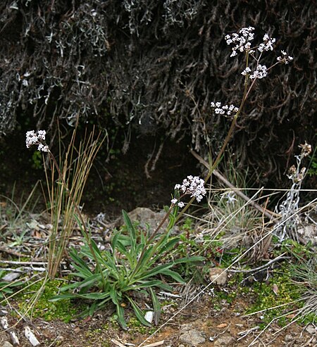 Valeriana prionophylla