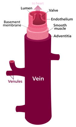 Vein.svg