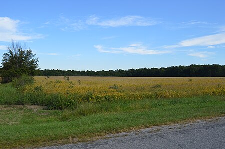 Veley Road soybean fields