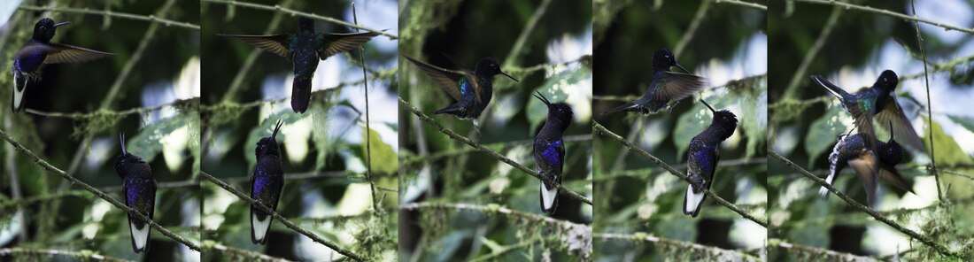 High-speed capture sequence of two velvet-purple coronets sparring near a hummingbird feeder in Ecuador