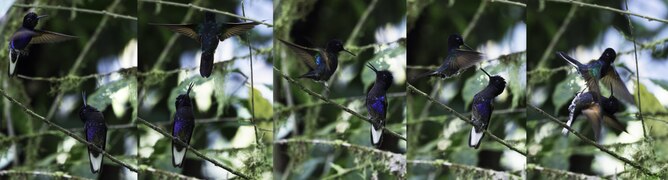 Velvet-purple coronets sequence.tif