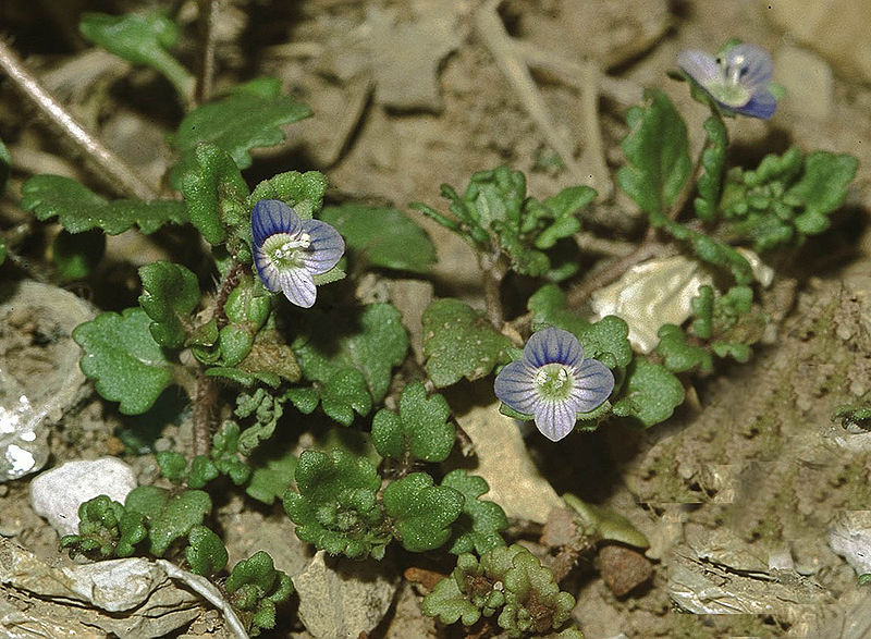 File:Veronica polita eF.jpg