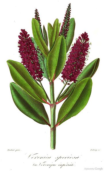 File:Veronica speciosa00.jpg