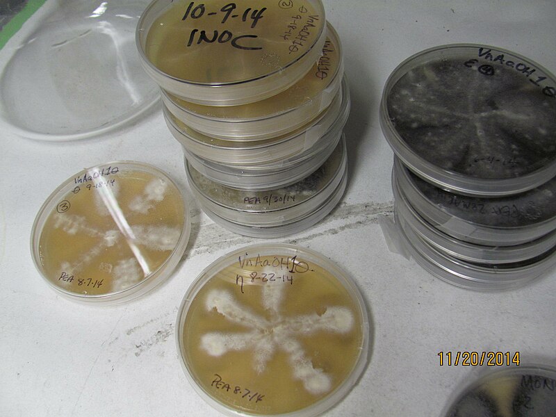 File:Verticillium nonalfalfae (Vn) fungus Cultured in the Lab (17570892115).jpg