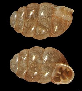 Vertigo pusilla