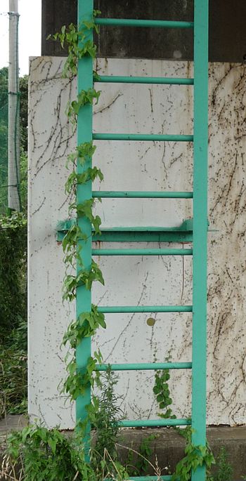 Convolvulus vine twining around a steel fixed ladder