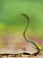Un serpent liane.