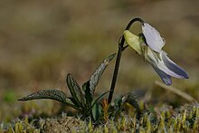 Bloem met spoor