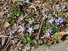 Viola sororia var. missouriensis